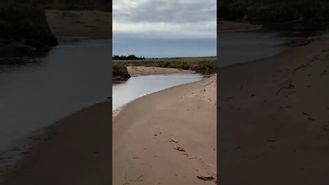 Spotting a beaver on a beach walk