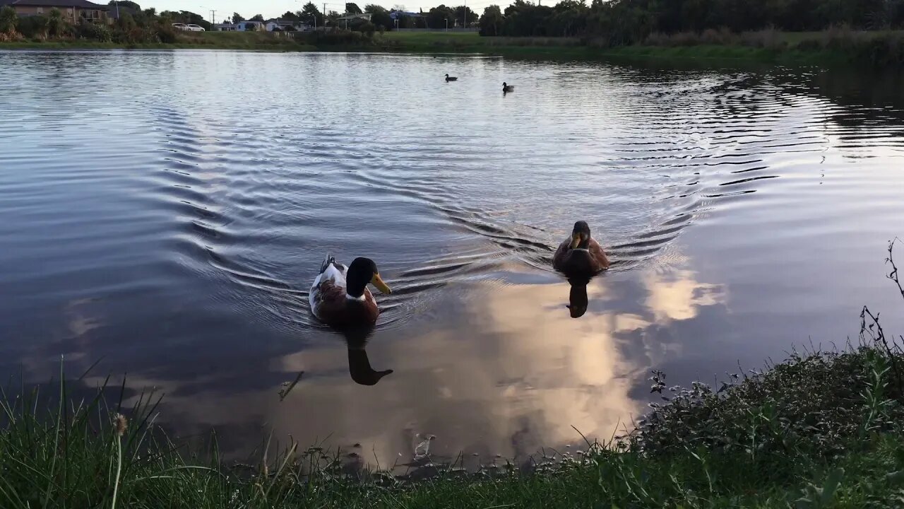 Ducks on a Lake in New Zeland