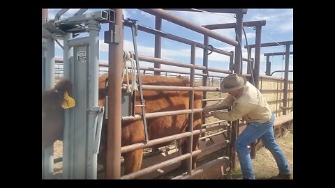 Cattle Doctoring