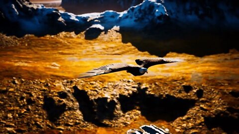 slow motion american bald eagle in flight over alaskan mountains54