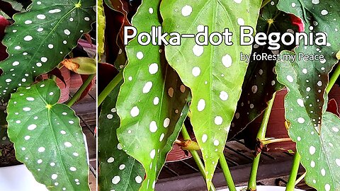 Polka Dot Begonia Plant