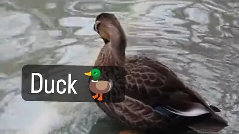 duck