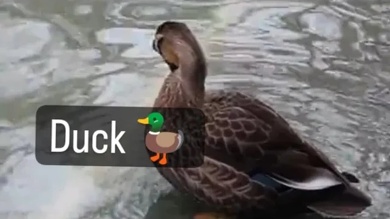 duck