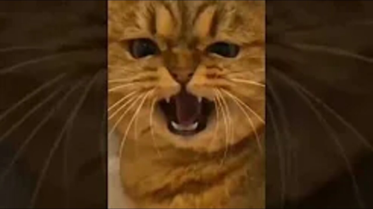Cute and funny cat videos/#kitten #cat #kitty #funny kitten #funnycat #trending #shorts #tiktok (1)