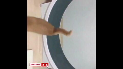 cute cat videos 😹 funny videos 😂1810