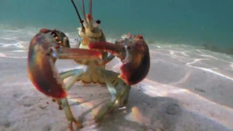 Underwater Shot Of An Atlantic Lobster On The Ocean Floor