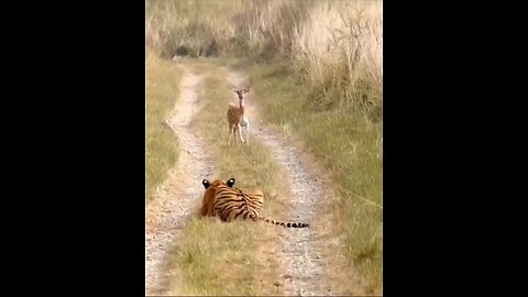 Tiger attack -- Deer 🦌 Cubs