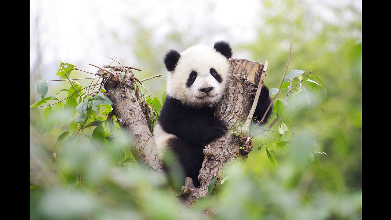 The cute panda and its rice bowl.