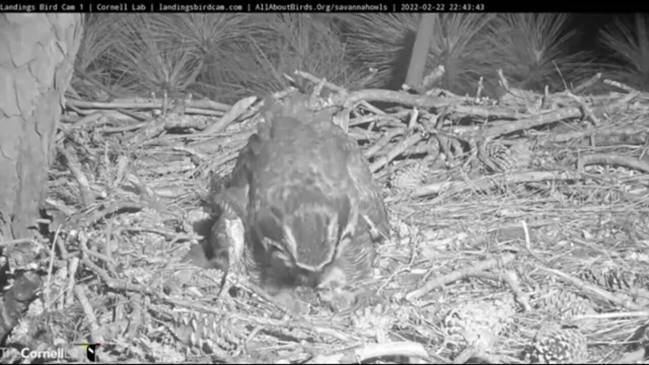 The Owlet Finishes a Snack & Off To Sleep 🦉 2/22/22 22:43