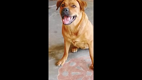 Dog barking