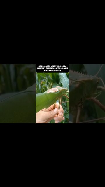 eu não teria coragem de segurar esse bicho