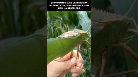 eu não teria coragem de segurar esse bicho