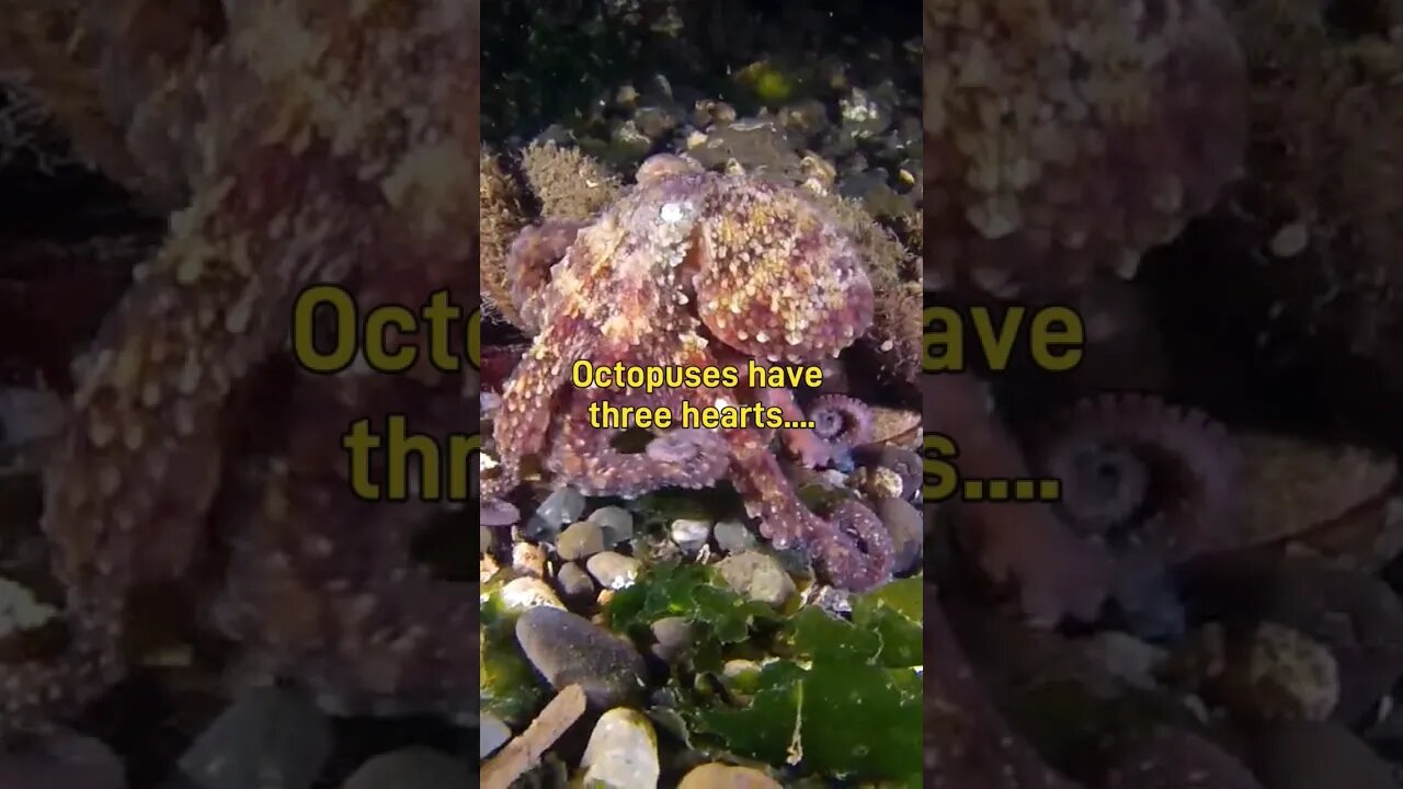 Unveiling the Enigmatic World of Octopuses #shorts #subscribe #animals