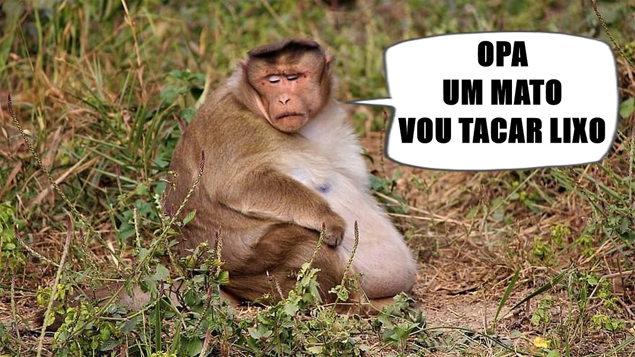 POR QUE O BRASILEIRO É UM MACACO IMUNDO?