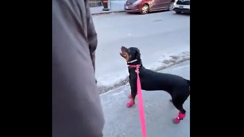Dog discovers the moon