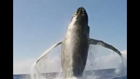 A Giant Whale Leaps High Out of the Sea! Marvelous!