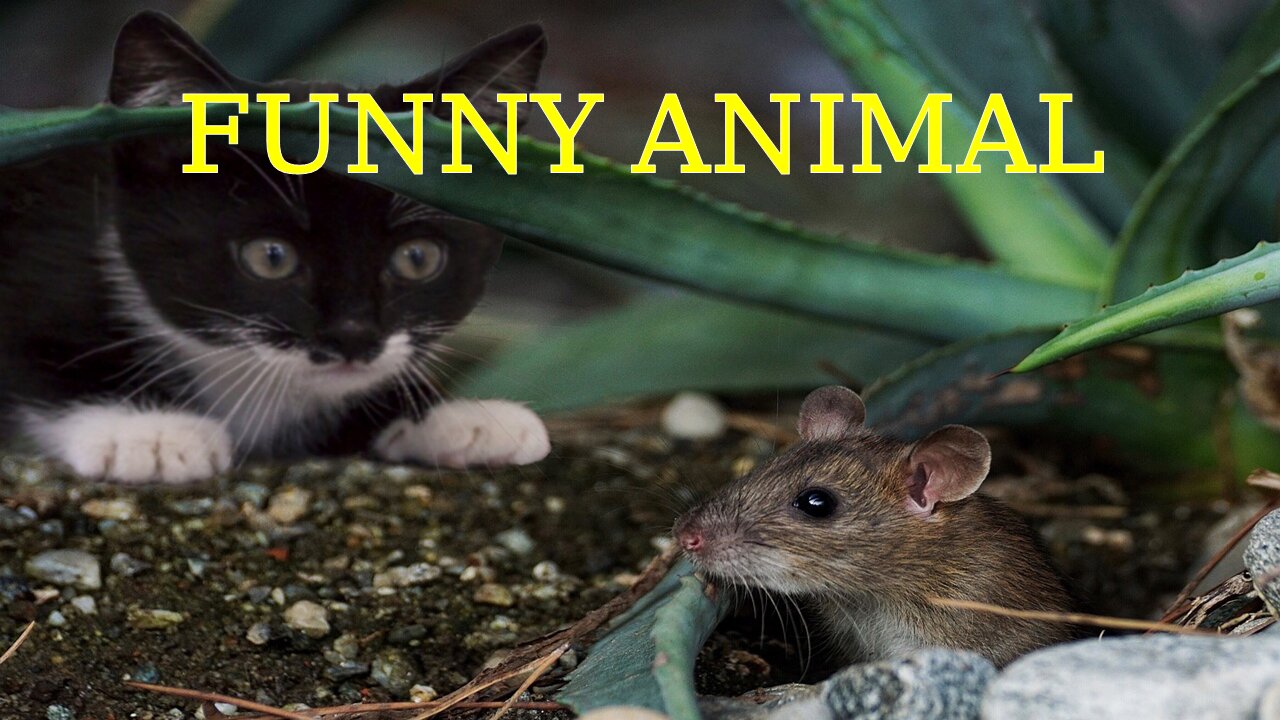 Funniest Animals 2023 π Funny Cats and Dogs Videos πΊπΆ
