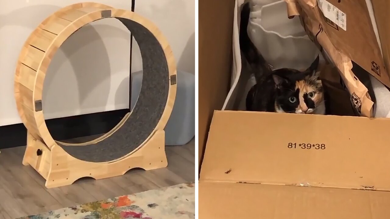 Cat Plays With Empty Box Instead Of Expensive New Gift