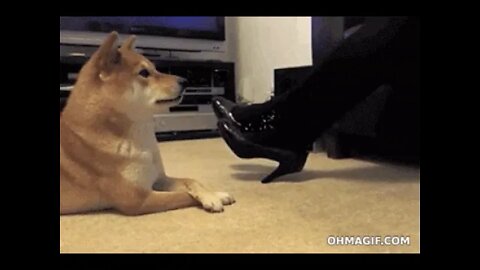 Doggy See Doggy Do
