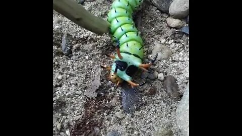 Hickory Horned Devil