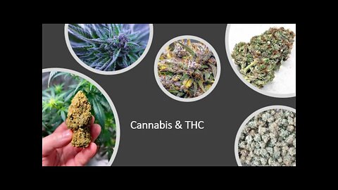 THC & Cannabis Use