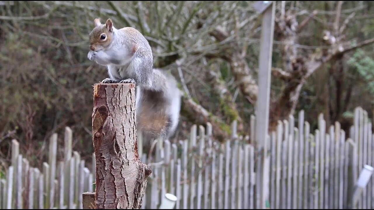 How does a squirrel live