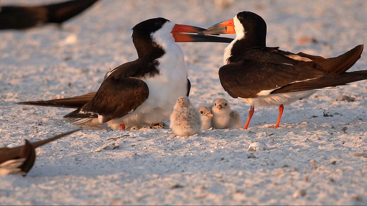 A First! 3 Chicks and 3 Eggs in the One Scrape.