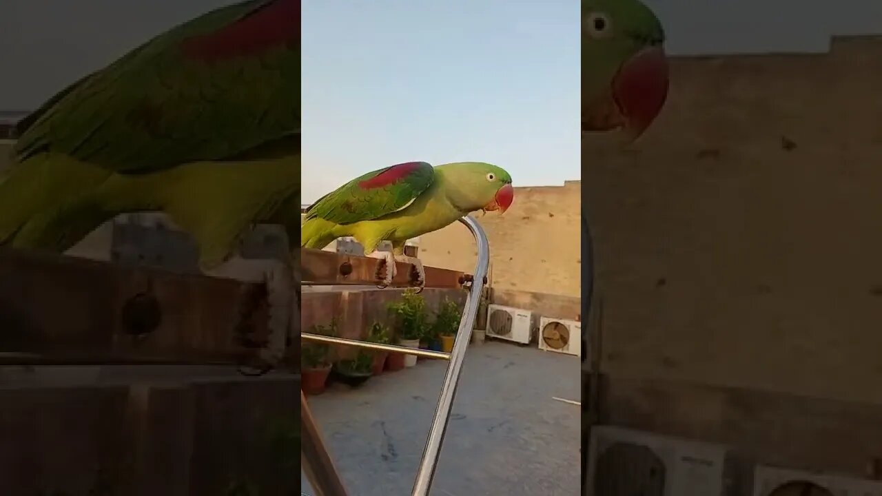 Lovely parrot