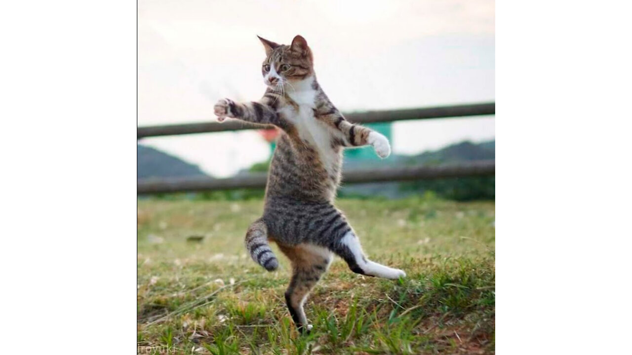 Funny moments from the life of cats. Fun with cats.