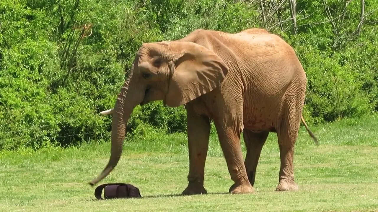 The elephants! North Carolina Zoo, Asheboro, NC - come walk with me, Steve Martin