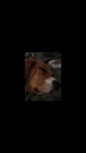 Sleeping Dog: The Adventures of Banchee