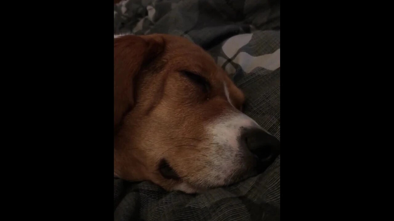 Sleeping Dog: The Adventures of Banchee