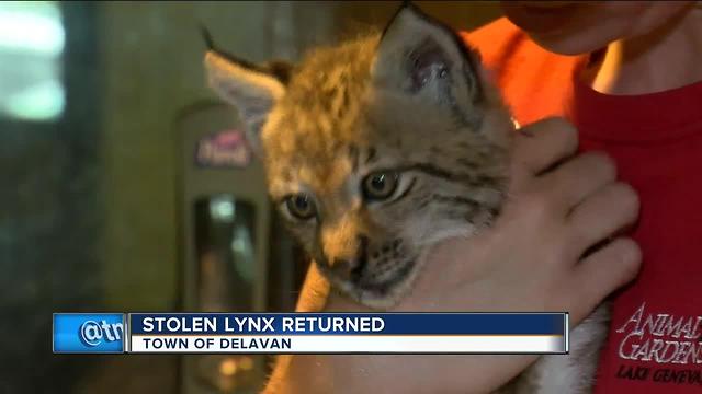 Petting zoo owners relieved baby lynx returned