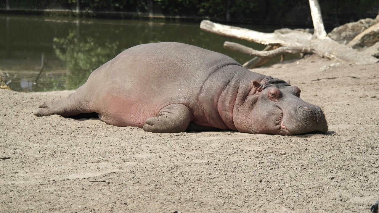 What Hippopotamus Think