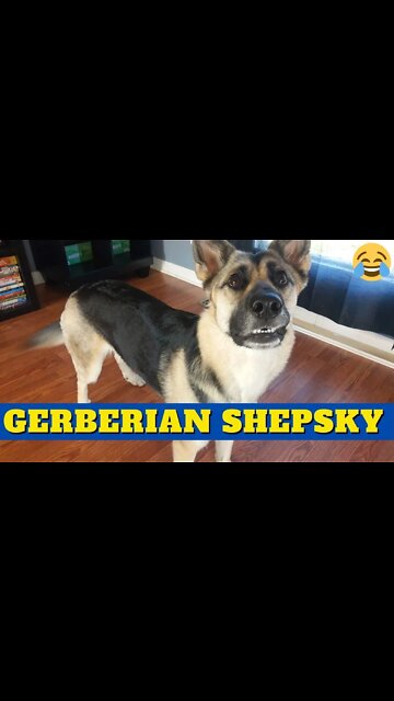#shorts Gerberian Shepsky Are So Funny Compilation | Dog Memes