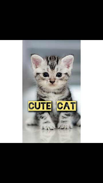 Ninja Technique Cat 🐈 Joy Funny Factory