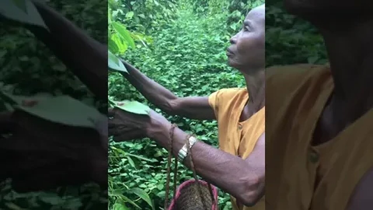Collecting green pepper