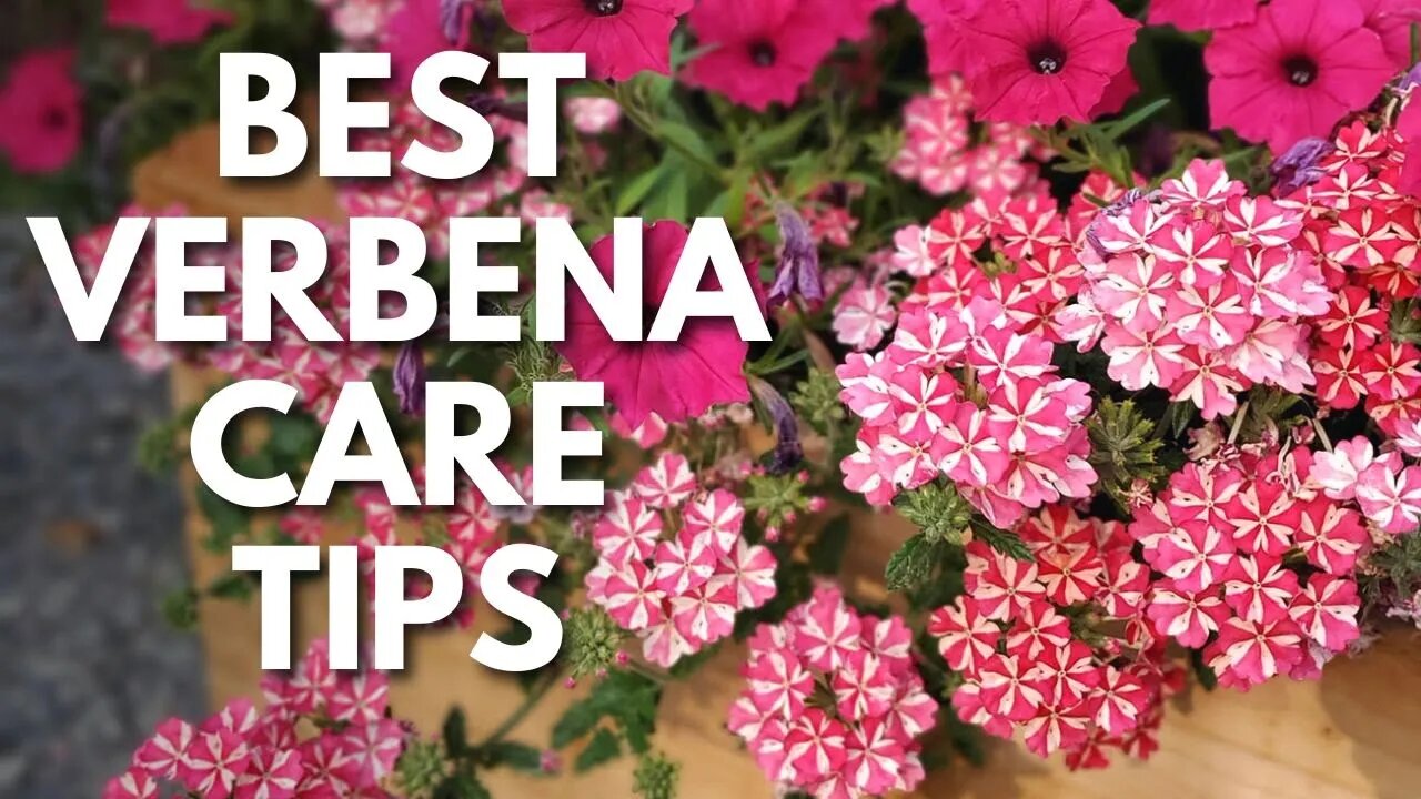 Verbena Lovers: Grow Bigger, Healthier Plants with These Tips 😉