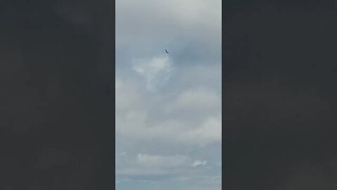 Eagle over water