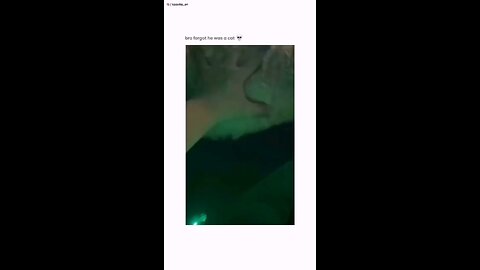 Bro he forgot he was a cat