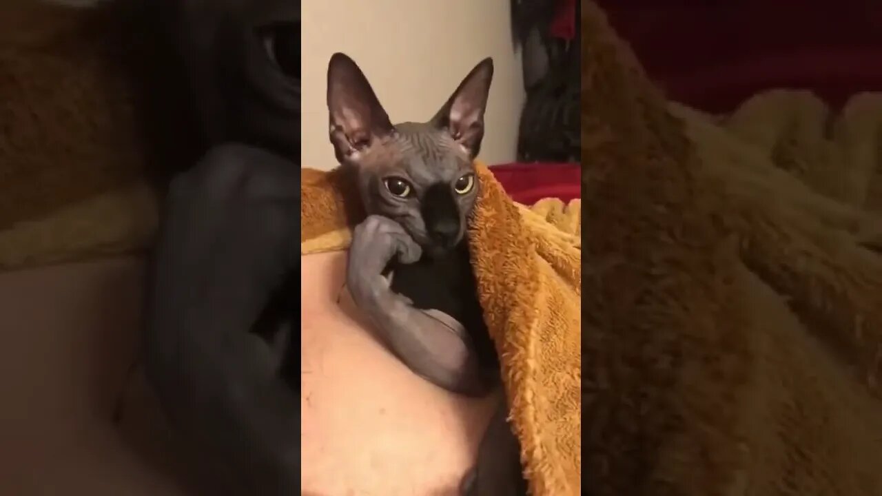 what are you looking at 😸😺😾😿🙀😼😻😹