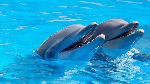 Wild Dolphins Swimming