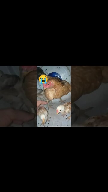 Que Pena! Eles não reagem...A Descrição é nos 3 pontinhos do lado do Cel ...