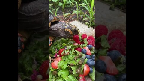 Strawberries, Raspberries, & Melon the Tortoise #short #tortoise