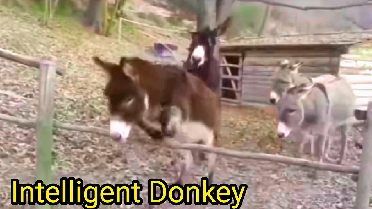 Intelligent Donkey Now you see very Intelligent Donkey