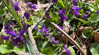 Foraging For Wild Wood Violets