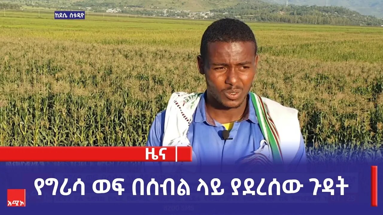 የግሪሳ ወፍ በሰብል ላይ ያደረሰው ጉዳት