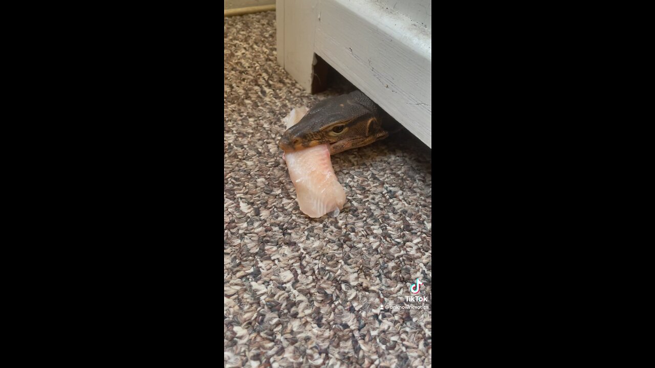 Feeding the dinosaur under my desk