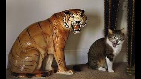 Cat is fighting with tiger what happened?