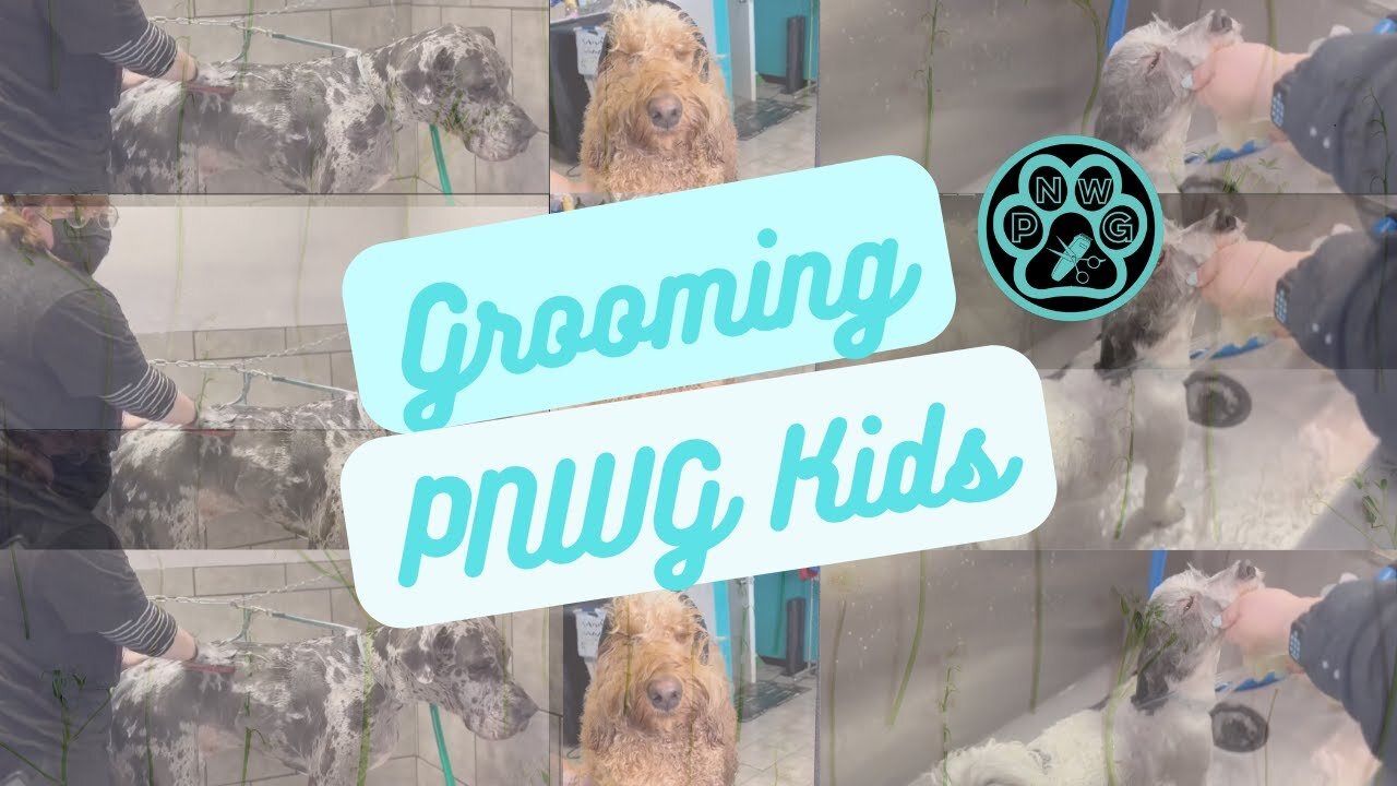 Grooming our Dog Babies | Dog Grooming | Dog Groomer